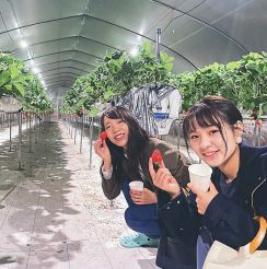 夜のイチゴ狩りが人気　「まるで美術館」抑制電照生かす　島根県安来市の農場