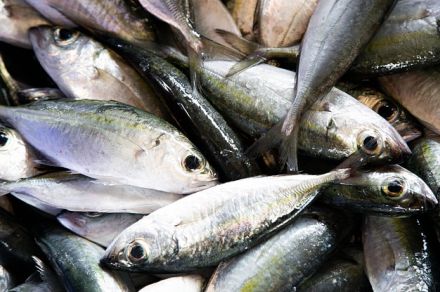 「魚介類は十分に熱を通してから食べて」…韓国でビブリオ敗血症、今年初めての死亡者