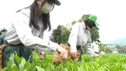 「一芯二葉」で新茶を摘み取り　高校生が栽培手がける茶畑で30年以上続く伝統の茶摘み　加工して文化祭で販売へ