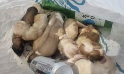 へその緒を付けたまま、ゴミとして捨てられた６匹の子犬＝韓国