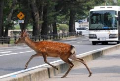 東京・江東区内でシカらしき動物の目撃情報相次ぐ　けが人はなし、区が注意喚起