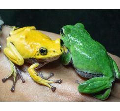 幸福の黄色いカエル　田辺・大塔地域で発見、和歌山県立自然博物館が展示