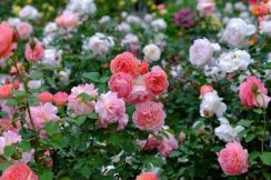 【ガーデニング】バラのお悩み【Q＆Aで解決】育てやすい3品種＆バラ栽培の極意を教えます！