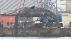 クジラ「淀ちゃん」8000万の死骸処理　市と業者の交渉記録には「金を積まんと話にならん」