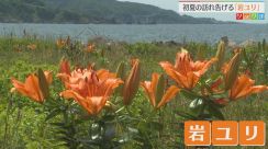 初夏を彩る岩ユリ 鮮やかなオレンジの花が見頃に【新潟・佐渡市】