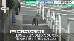 「サルがカラスとごみを取り合っている」名古屋でサルの目撃相次ぐ