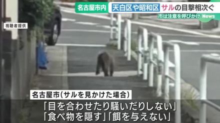 「サルがカラスとごみを取り合っている」名古屋でサルの目撃相次ぐ