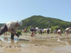 泥だらけの田植え「楽しかった」　子どもたちが農業学ぶ　高山市の荒城農業小学校