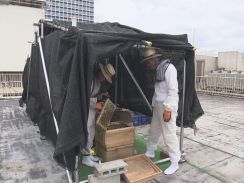9月下旬頃から販売予定…名古屋栄三越の屋上で“ハチミツ作り” 約3万匹のミツバチが名古屋の街中から蜜集める