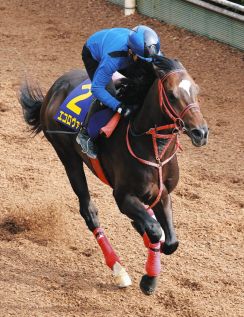 【日本ダービー】エコロヴァルツは大外8枠18番　高橋助手「道中でリラックスして運べれば」