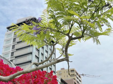 熱海で「ジャカランダフェスティバル」、6月1日開幕へ　紫の花が夏告げる
