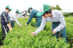 輝く若葉に手伸ばし  下伊那農業高校  校内の茶畑で茶摘み【長野県飯田市】