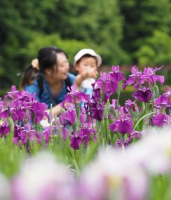 初夏の訪れ、華やかに　奈良県営馬見丘陵公園「ハナショウブ」