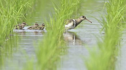 タマシギの親子仲よく　浜松市内の水田　お父さんの後ろをピョコピョコ