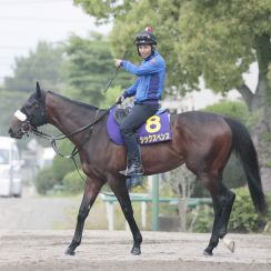 【日本ダービー】シックスペンスはストライキの影響を考慮し金曜日午後に東京競馬場へ輸送