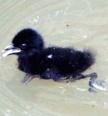 「チッチッ」鳴きながら側溝を逃げる黒いひな　シロハラクイナだった　沖縄・名護市