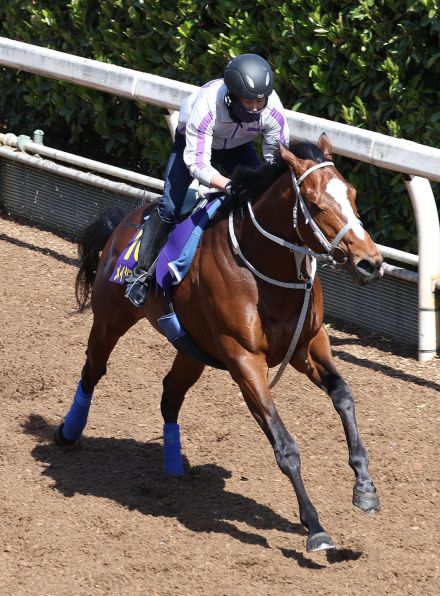 【ダービー】メイショウタバル出走取り消し　左後ザ石のため