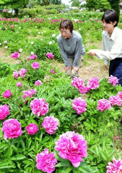 【花紀行】岩瀬牧場のシャクヤク（鏡石町）