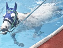 プールで泳ぎ初め！いわきで競走馬リハビリ