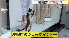 ショーウィンドウに“ネコ展示”!　「取り残された…」ガラス引っかき、必死にアピール　トルコ