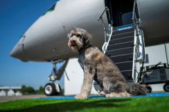 愛犬と楽しむ豪華な空の旅、米国で運行開始　国際線は片道126万円
