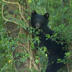 【速報】金沢市の山あいで犬の散歩中にクマに襲われケガ　命に別条なし