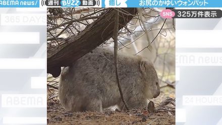 かいーよおお！木の枝にお尻を“スリスリ”擦り付け、“カキカキ”する、地上のコアラこと「ウォンバット」に癒される人続出！