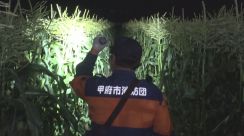 収穫最盛期のトウモロコシ　盗難防止パトロール始まる　警察やJAなどが連携　山梨