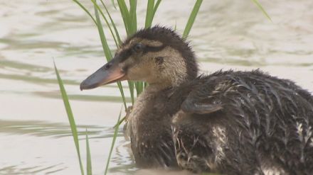 愛らしいヒナが大活躍　アイガモ農法で無農薬の米作り　香川・東かがわ市