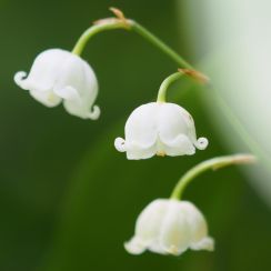 くるりん!　かわいい白い花　ニホンスズラン -  奈良県宇陀市の「向渕スズラン群落地」