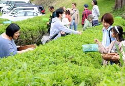 英語と日本語飛び交う茶摘み　ドイツから移住の夫妻が交流の場にと福知山で体験会開く