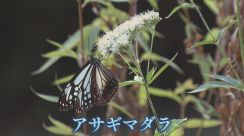 2000kmを“旅するチョウ” 奇跡の出会いから魅せられた少女　アサギマダラのために1人で始めた活動