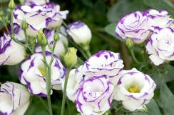 ふんわり優雅なトルコギキョウ「一緒に寄せ植えしたい」相性の良い花を3つ選んでみました！
