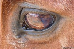 新幹線と同じ名前の競走馬も　列車と同じ俊足で駆けたかつての名馬たち