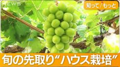 シャインマスカット早くも出荷　“苦節6年”脱サラ農家が旬の先取り成功