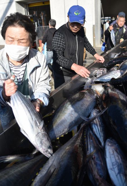 初夏の到来告げる　初ガツオ水揚げ、処理水放出後初　福島