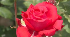 「姫路ばら園」で色とりどりのバラが見頃／兵庫県