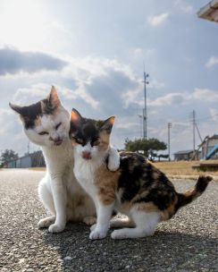 子猫を抱き寄せる母猫「お母さんから教わった舌ペロリのポーズだよ」【沖昌之】