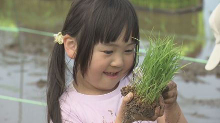 今年のテーマは「七夕ものがたり」　稲穂で描くた田んぼアートの田植え　福島・鏡石町