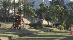 強風の影響か「バラまつり」開催中の公園で倒木　11歳の小学生女児が腰にすり傷　長野・中野市