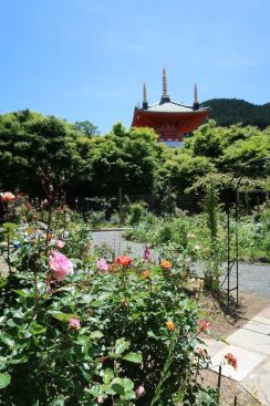 週末の福岡・篠栗町ドライブで、そろそろ見頃な薔薇と珈琲の香りを楽しむ