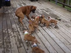 「僕はママじゃないよ！」　逃げ回るパパ犬とおっぱいねだる子犬の“攻防戦”に「愛らしい」