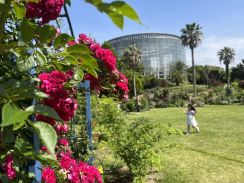 千葉・花の美術館ローズガーデンでバラ見頃　クラシカル品種など200種が咲く