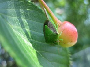 カメムシ注意報　平年の10倍超!!全国で大量発生　夏のフルーツが危ない