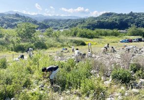 秋の開花へ 生育環境を整備  ツツザキヤマジノギク保全  長野県松川町