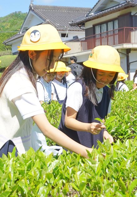 多彩に飲食＆体験＆舞台　茶摘みや茶壷道中も　6月1日「大国寺と丹波茶まつり」／兵庫・丹波篠山市