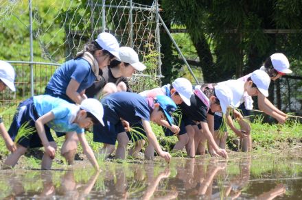 「びちゃびちゃ気持ちいい」雄大な自然満喫、街中の子どもたちが田植え体験　京都市・大原