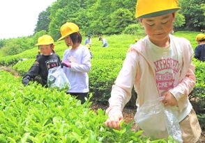 一面の緑に浮かぶ黄の帽子　小学生が柔らか新芽摘みました　京都・京丹波町の茶畑