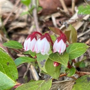 花の山旅を楽しむ　1カ月のうちに移ろう花々