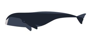 マッコウクジラの音声には「アルファベット」があった…米研究チームが発見
